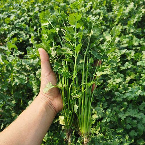 山东老香菜种籽大芫荽种小叶香菜种子四季阳台种菜室内盆栽香菜籽 - 图1