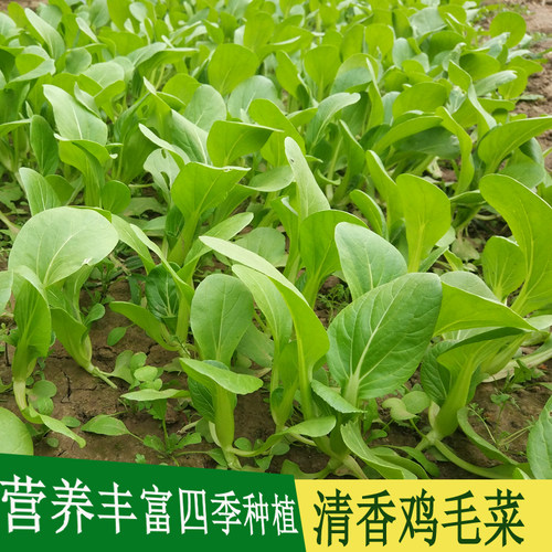 寿光蔬菜种子上海青油菜小白菜紫油菜种籽家庭菜园阳台种蔬菜种孑 - 图1