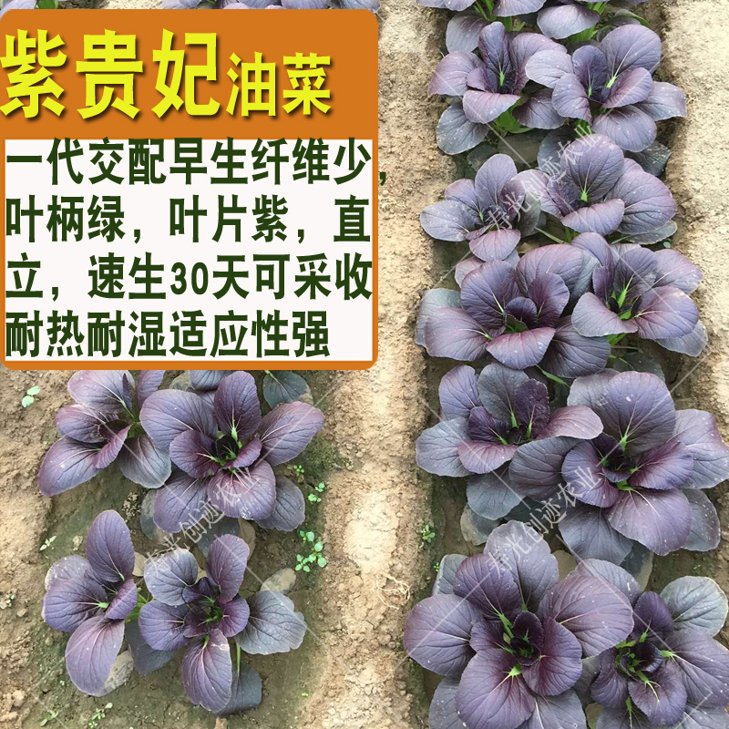 寿光蔬菜种子上海青油菜小白菜紫油菜种籽家庭菜园阳台种蔬菜种孑-图2