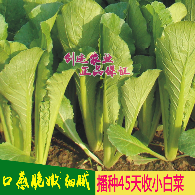 青帮小白菜种子速生白菜种籽家庭菜园四季种植春季蔬菜种孑盆栽种 - 图0