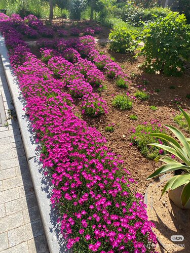 欧石竹粉贝地被植物多年生宿根耐热耐寒四季常青庭院方盘杯苗 - 图0