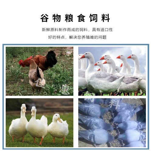 产蛋鸡饲料喂鸡碎玉米全价料五谷杂粮中大鸡 鸡鸭鹅通用批发100斤 - 图1