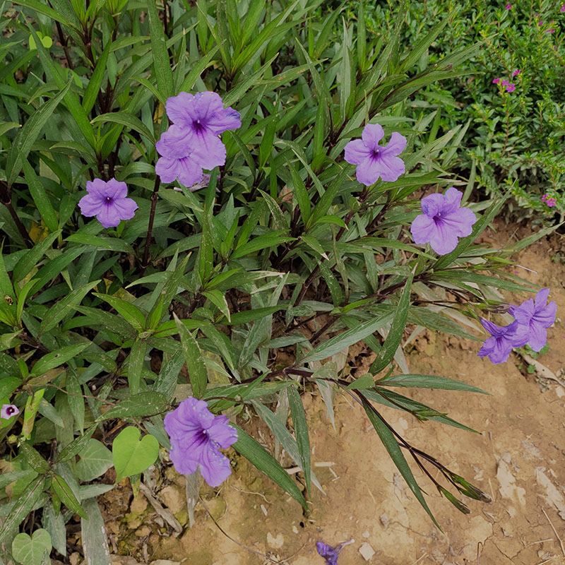 翠芦莉多年生芦莉草耐旱耐热室外庭院花卉蓝花草紫花翠芦莉小苗-图2