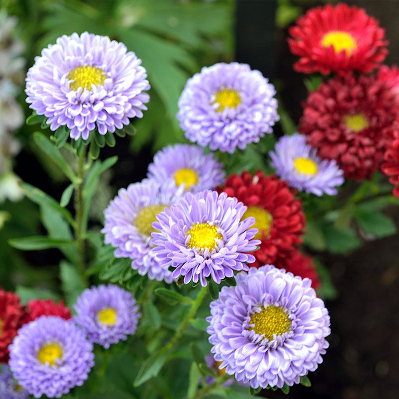 翠菊种子江西腊七月蓝菊花籽可切花庭院花镜室内外阳台盆栽春秋播 小柒月园艺 淘优券 翠菊种子江西腊七月蓝菊花籽可切花庭院花镜室内外阳台盆栽春秋播 小柒月园艺 淘优券