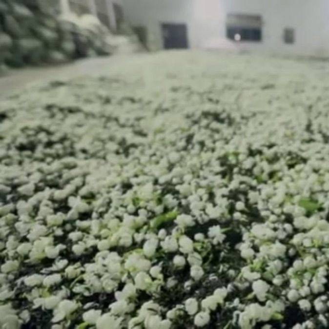 （发两斤）2025年茉莉花茶浓香型茶叶新花茶共1000克袋装绿茶250g,淘宝优惠券,粉丝福利购,淘宝优惠卷