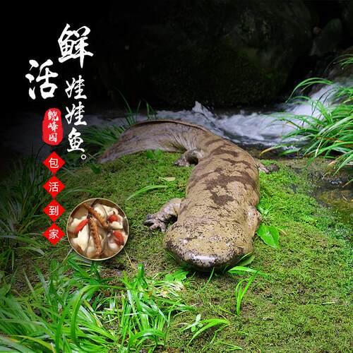 娃娃鱼鱼苗30厘米2条活鱼观赏水产养殖水族风水鱼鲜活大鲵活体 - 图0