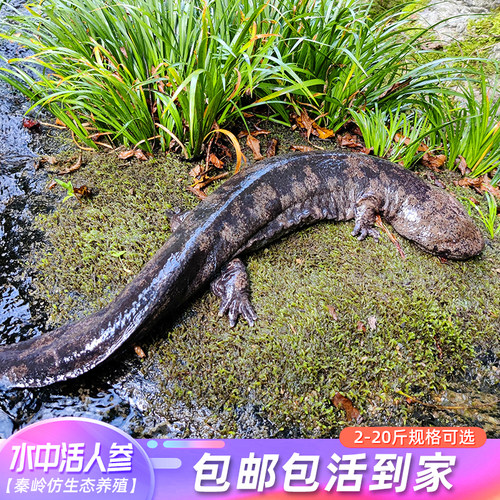 娃娃鱼鱼苗30厘米2条活鱼观赏水产养殖水族风水鱼鲜活大鲵活体 - 图1