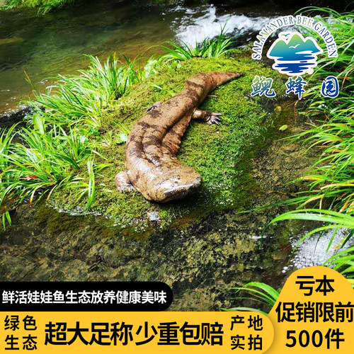 鲜活娃娃鱼6斤每条活鱼食用水产高山雪水生态养殖生鲜大鲵活体 - 图0