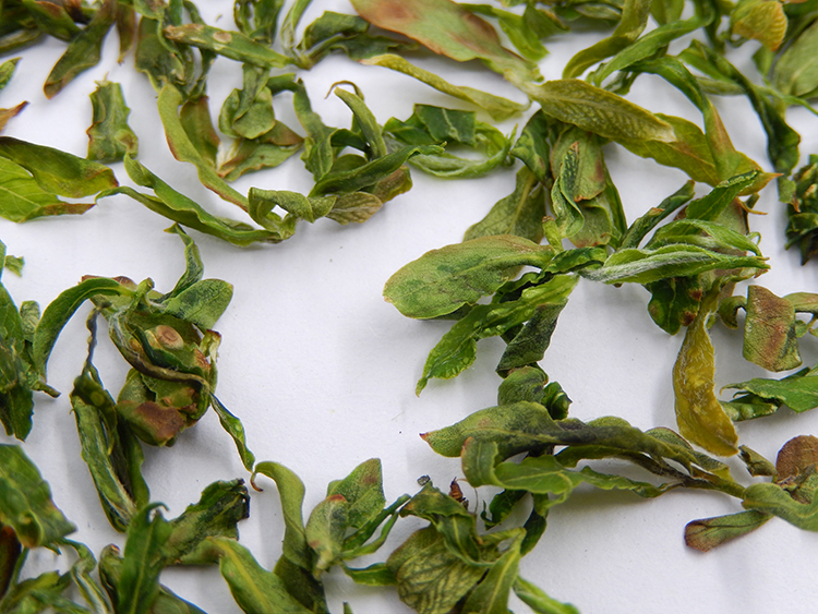 野生晒干柳树叶柳芽茶包邮柳尖茶嫩杨柳叶垂柳叶新鲜柳叶茶中药材-图2