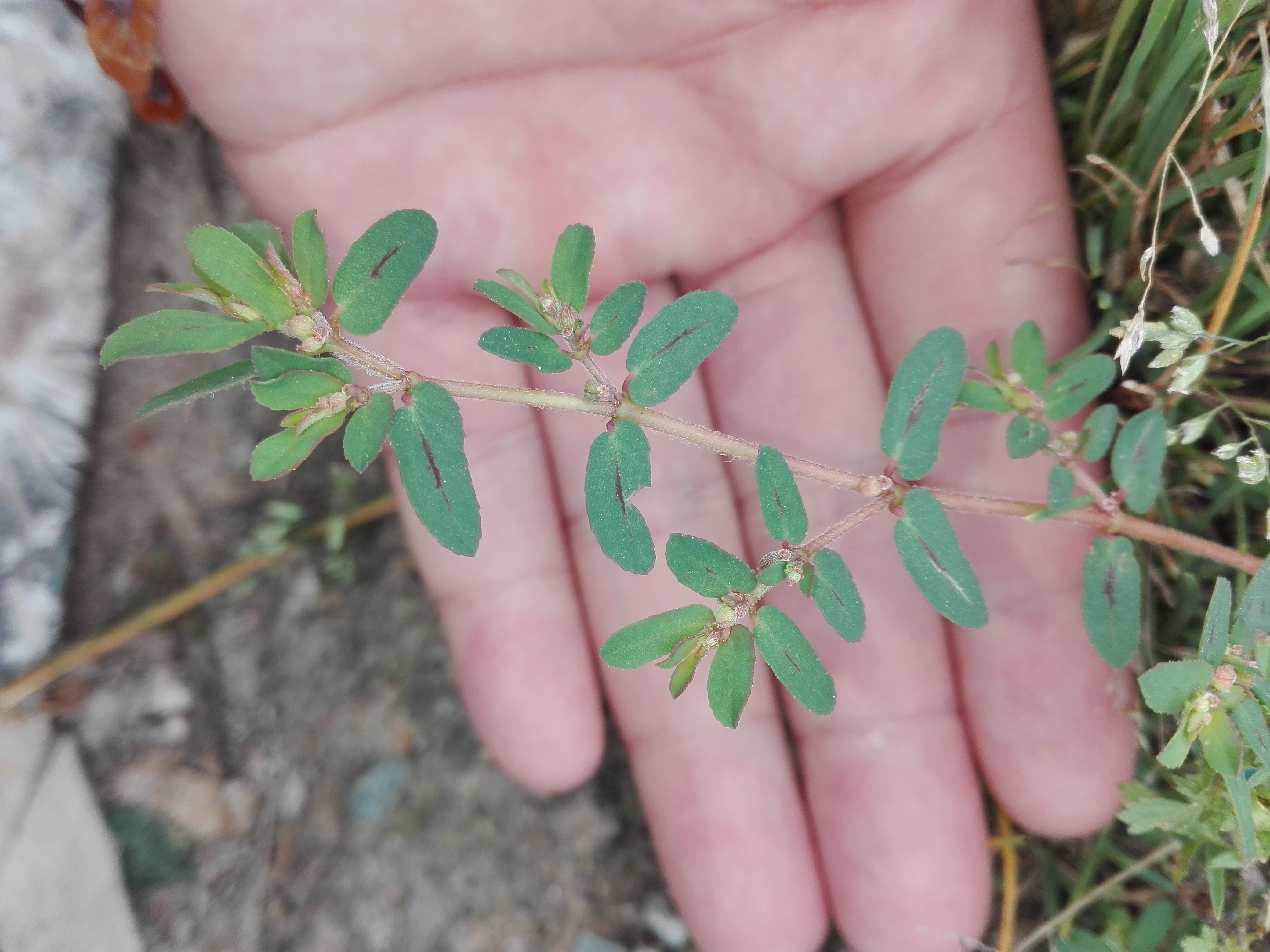 今年新货地锦草1斤包邮血见愁卧蛋草铺地草新鲜奶浆草斑地锦-图0