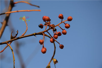 花椒泡脚专用祛湿包散装足浴去湿气泡脚花椒专用药包花椒生姜艾草 虎窝淘