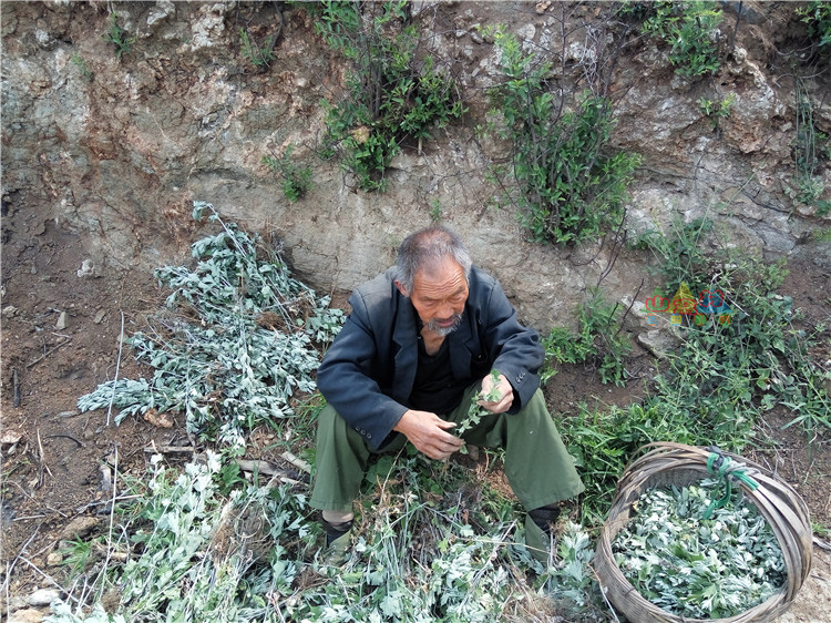 野生艾草艾叶泡脚包去湿气干艾草家用新鲜艾叶草月子专用产后足浴 - 图2