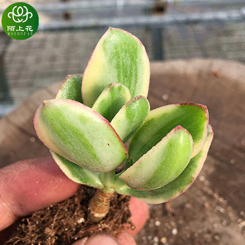 三色花月玉树锦多肉植物肉肉植物萌肉肉组合盆栽花卉陌上花 陌上花多肉批发基地 淘优券