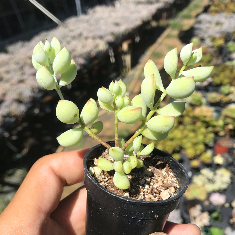 达摩福娘 多肉植物 肉肉植物 萌肉肉组合盆栽室内阳台花卉 陌上花