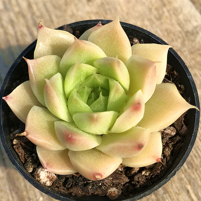 麦秆 多肉植物 肉肉植物 萌肉肉组合盆栽 阳台室内花卉 陌上花 - 图1