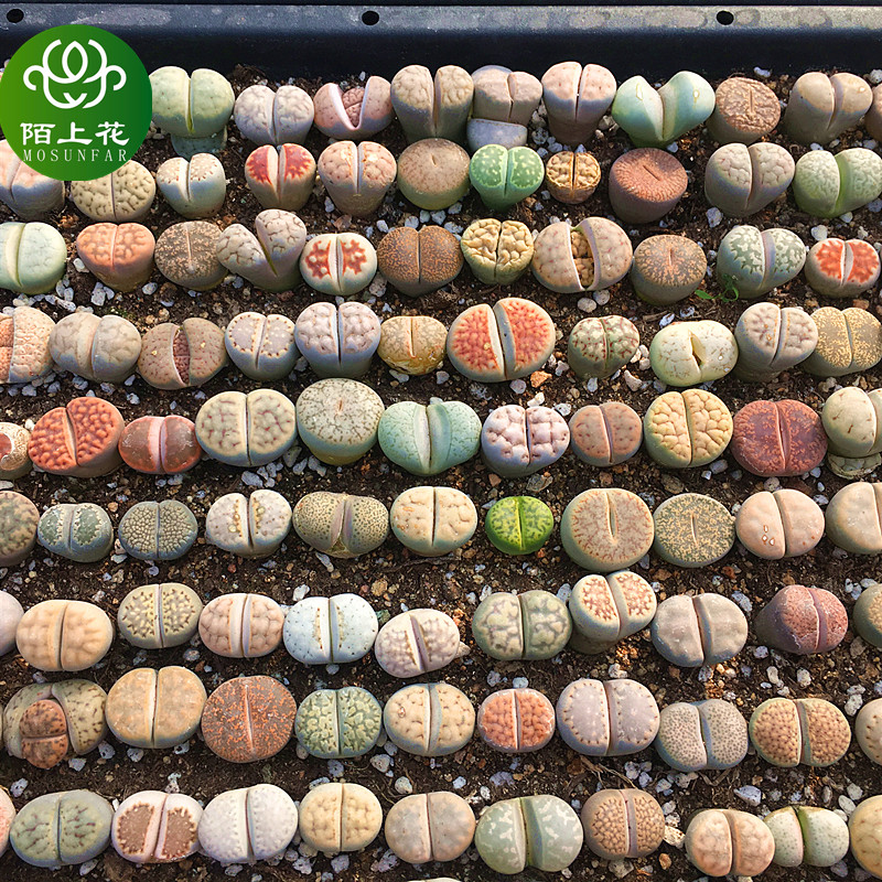 生石花套餐 多肉植物 石头花 肉肉植物 萌肉肉组合套餐 陌上花,淘宝优惠券,粉丝福利购,淘宝优惠卷