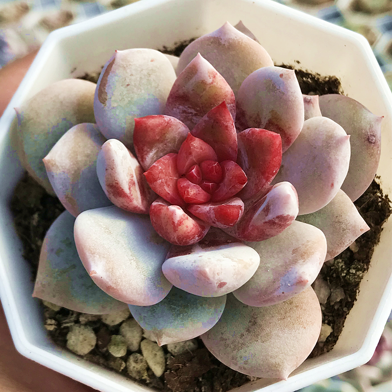 糖心雪天使多肉植物肉肉植物萌肉肉组合盆栽阳台花卉陌上花-图1