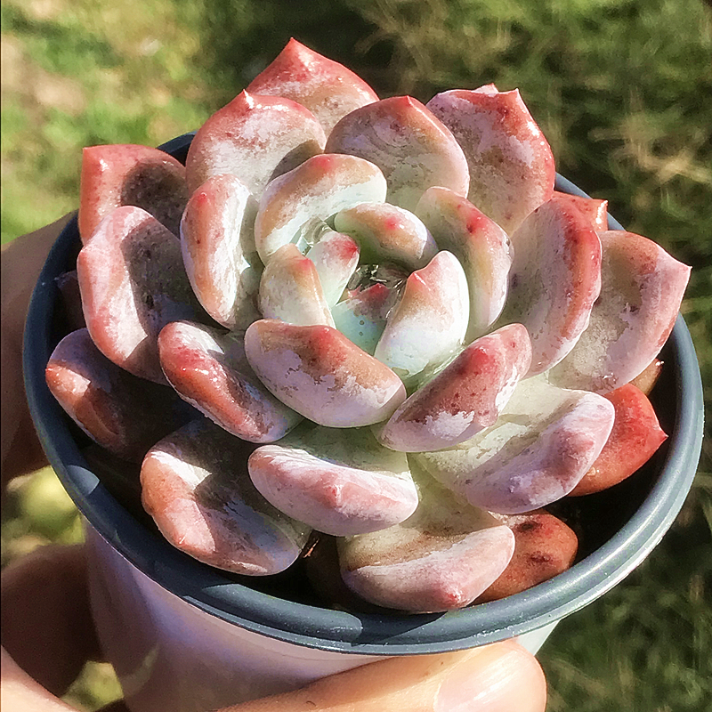 橙梦露 星影 多肉植物 肉肉植物 室内阳台绿植盆栽花卉 陌上花,淘宝优惠券,粉丝福利购,淘宝优惠卷