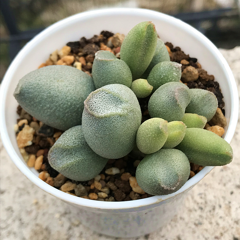 哈密瓜水泡多肉植物肉肉植物萌肉肉组合盆栽室内花卉陌上花-图1