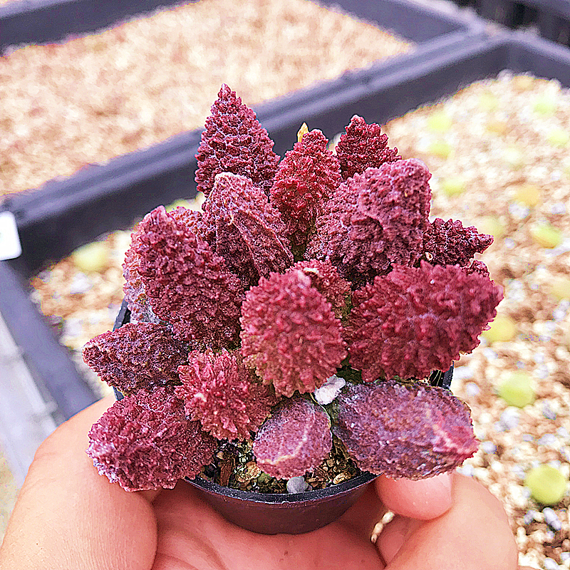 大疣朱紫玉 水泡多肉植物 肉肉植物萌肉肉组合盆栽室内花卉陌上花