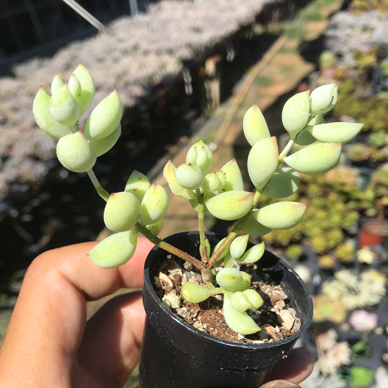 达摩福娘 多肉植物 肉肉植物 萌肉肉组合盆栽室内阳台花卉 陌上花