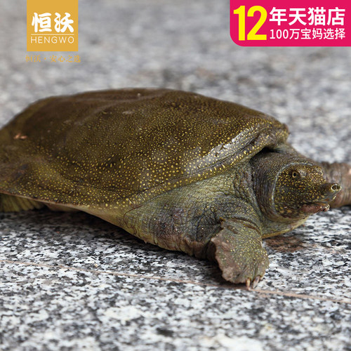 浙江顺丰空运多年老甲鱼杀好净膛大甲鱼肉农家放养土鳖鲜活中华鳖 - 图2