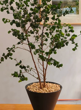 加厚SIMPOTS小喇叭仿陶瓷树脂黑胶花盆绿植块根仙人球龙舌兰盆