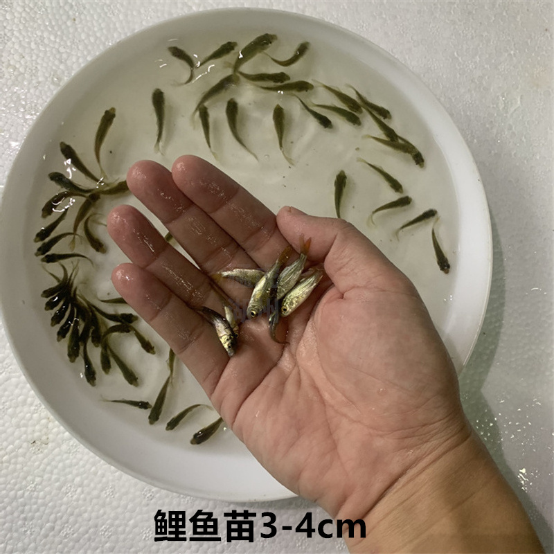 优质鲤鱼苗丰鲤鱼养殖活体淡水观赏稻田饲料鱼活体小鱼饵料鱼好养-图2