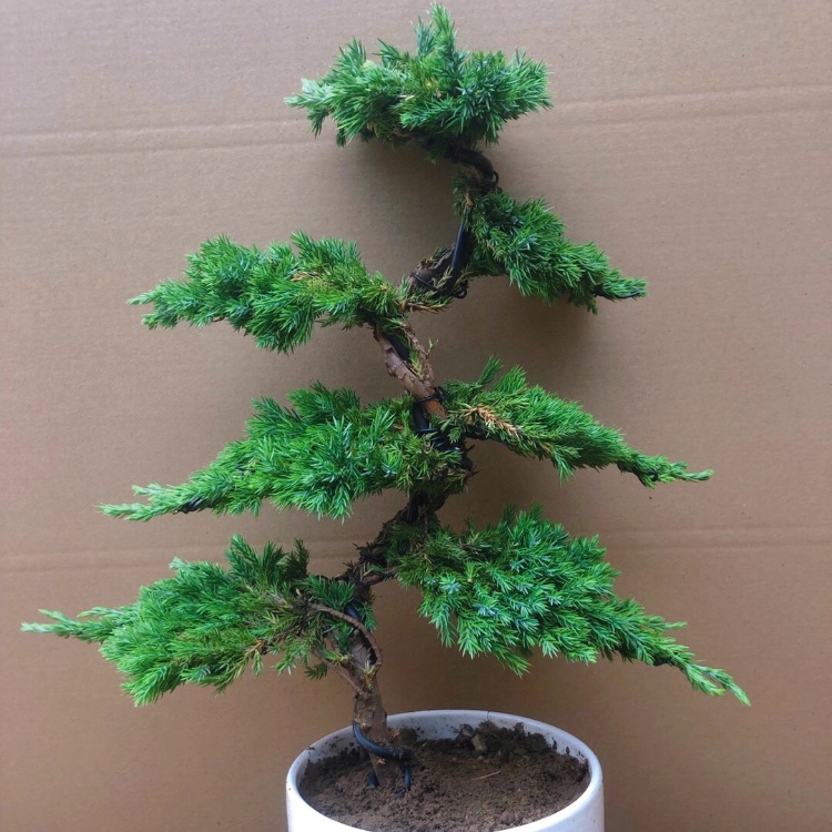 迎客松松柏造型盆景绿植真树室内外办公桌松柏景观树盆栽四季常青 - 图0