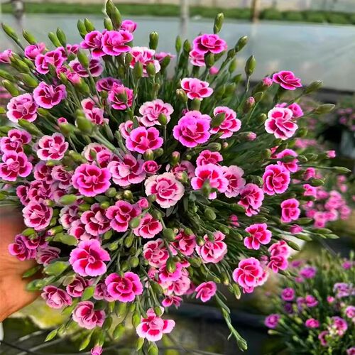 石竹花盆栽苗带花苞一见钟情初吻室内阳台庭院花卉四季开花好养活 - 图0