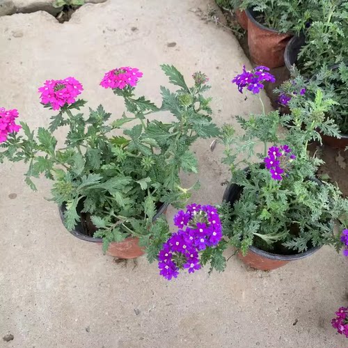 美女樱花苗盆栽多年生植物开花耐寒热细叶美女樱苗绿植物庭院 - 图1