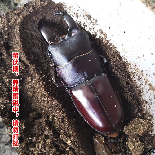 中华大扁锹甲成虫活虫入门甲虫宠物活体科普昆虫独角仙大兜虫巨扁 - 图1
