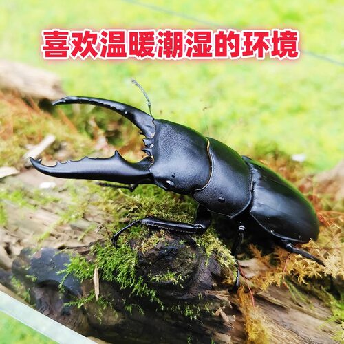 中华大扁锹甲成虫活虫入门甲虫宠物活体科普昆虫独角仙大兜虫巨扁 - 图0