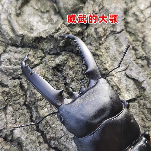 中华大扁锹甲成虫活虫入门甲虫宠物活体科普昆虫独角仙大兜虫巨扁 - 图3
