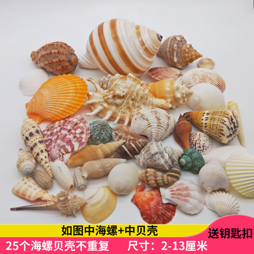 天然贝壳海螺海星套餐450克 打孔鱼缸水族箱装饰地台婚庆家居装饰 - 图1