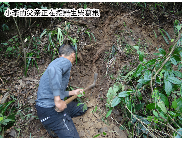 野生柴葛根块 自家挖的柴葛根 野葛根茶 新鲜切片晒干 500g - 图1