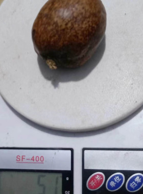 菩提子原料佛心果收藏菩提