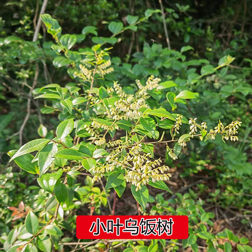 农村深山野外大叶乌饭树苗小叶乌米饭树叶常绿庭院南烛老桩黑米饭 - 图0