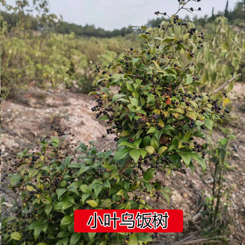 农村深山野外大叶乌饭树苗小叶乌米饭树叶常绿庭院南烛老桩黑米饭 - 图1