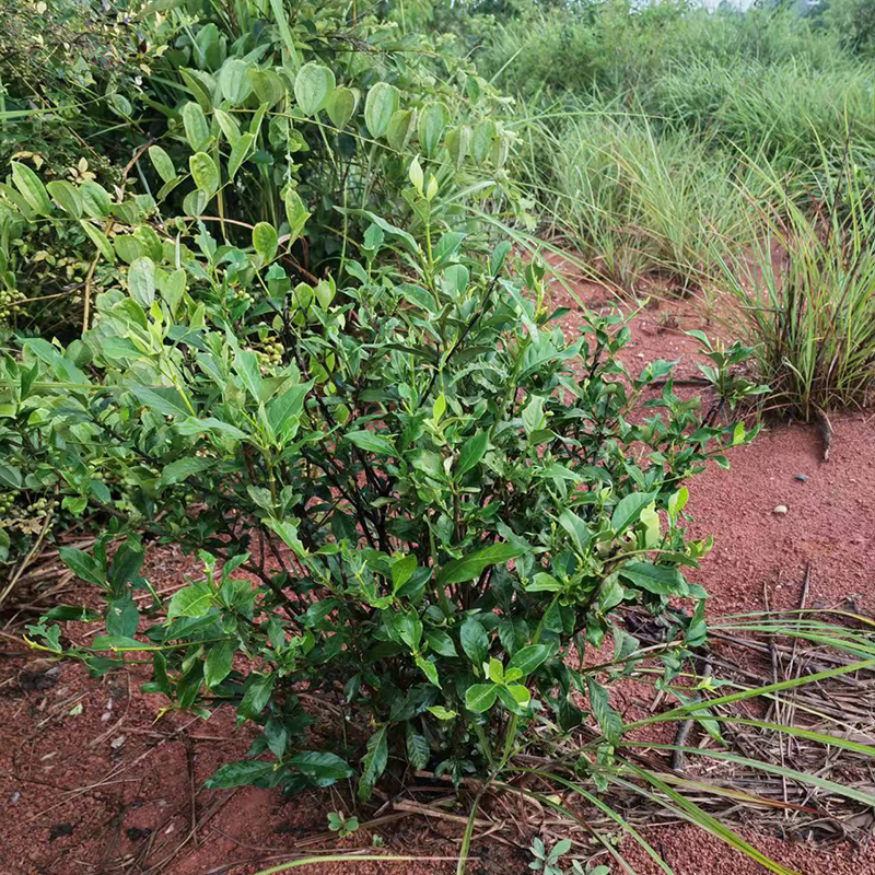 野外黄栀子树苗深山栀子花常绿盆栽景易种活中药用植物庭院结果子 - 图2