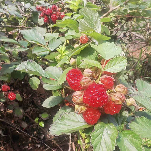 野茅莓树苗6月泡农村常见野果子四月泡盆栽观赏覆盆子阳台庭院藤 - 图0