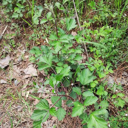 野茅莓树苗6月泡农村常见野果子四月泡盆栽观赏覆盆子阳台庭院藤 - 图1