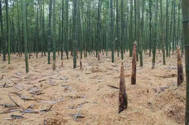 道生堂绍兴新鲜雷笋当天现挖现发5斤 野生竹笋冬笋马鞭笋鲜嫩春笋 - 图3