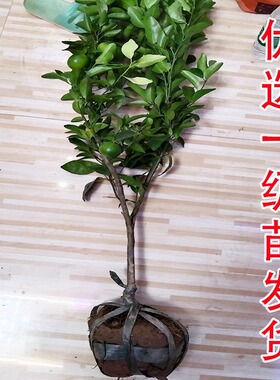 沙糖桔树苗南北方种植无核