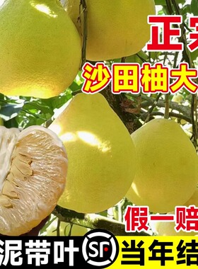 柚子树苖红心红肉蜜柚嫁接三红柚