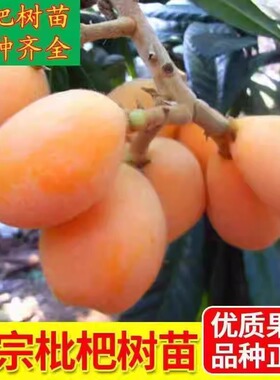 枇杷果苗无核砂糖枇杷树苗