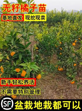 广西沙糖桔子树苗金秋砂糖橘
