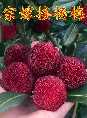 嫁接东魁杨梅树树苖特大杨梅苖