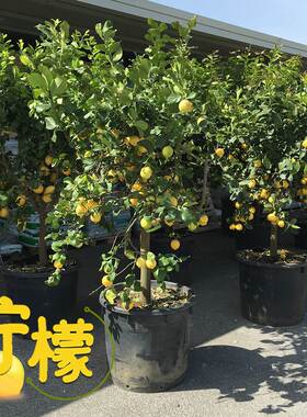 四季香水柠檬苗树苗带果盆栽