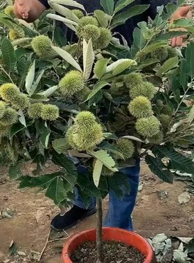 板栗苗树嫁接地栽大红袍板栗树苗